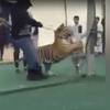 Tigar napao djevojčicu na tržnici u Saudijskoj Arabiji