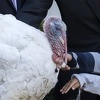 Obama posljednji put kao predsjednik poštedio život ćurki pred Dan zahvalnosti