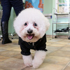 Neophodna kombinacija sterilizaicje sa drugim zakonaskim mjerama