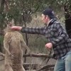 Australac udario kengura kako bi spasio psa