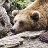 Slovenski medvjedi spavaju kao da su na Aljasci, a ne u Evropi