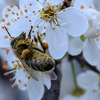 Vremenski uslovi, pesticidi i nebriga države: BiH ostaje bez kolonija pčela