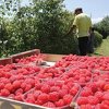 Malinari u BiH u problemima: Hiperprodukcija i niska otkupna cijena