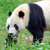 Uginula najstarija muška panda na svijetu: Pan Pan imao 130 potomaka