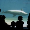 Delfini pobjegli iz rekreativnog centra u Japanu