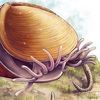 Misteriozni fosil hiolit pronašao svoje mjesto na stablu života