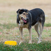 Dogs Trust u KS osigurava pomoć za pse lutalice tokom zimskih dana