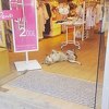 Ljubitelji životinja se pobrinuli za pse i mačke u hladnim zimskim danima u Istanbulu