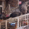 Italija: Virus H5N8 otkriven na farmi ćurki