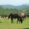 Za spas bosanskog brdskog konja: Prije rata 20.000 grla, sada samo 140