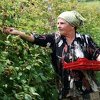 Delegacija EU: Adaptirani SSP ne mijenja mnogo za poljoprivredu u BiH