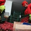 Na snagu stupa prilagođeni SSP između BiH i EU: Poljoprivrednici u strahu, država optimistična