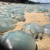 Meduze prekrile plažu u Australiji