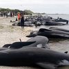 Novi Zeland: Volonteri se bore da spase 100 nasukanih kitova, 300 ih već uginulo