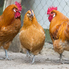 Kancelarija za veterinarstvo BiH: U Prijedoru potvrđen virus H5N8