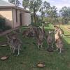 Australija u ratu s kengurima: Planira se ubijanje više od milion životinja ove godine