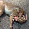 Tužni video prikazuje mlado majmunče kako tuguje nad mrtvim tijelom majke