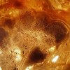 Otkriven fosil crvene alge od 1,6 milijardi godina