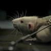 Opstanak je osnovni instinkt života: Pogledajte novi trailer SF horora "Life"
