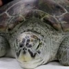 Uginula kornjača Bank kojoj su veterinari iz trbuha izvadili 915 novčića