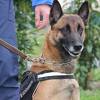 Francuska donira tri policijska psa tragača Bosni i Hercegovini