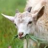 Kozje mlijeko najveći je zaštitnik vašeg zdravlja
