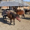 Osnovana nova ergela bosanskog brdskog konja