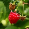 Niska temperatura desetkovala malinjake u Podrinju
