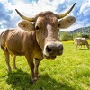 Počinje preventivna vakcinacija goveda protiv bolesti kvrgave kože