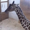 Najpopularnija žirafa na svijetu donosi velike prihode zoo vrtu u New Yorku