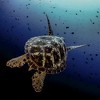 U subotu proglašenje pobjednika online takmičenja u podvodnoj fotografiji