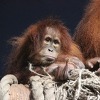Naučnici otkrili da mali orangutani doje najmanje osam godina