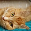 Veterinarska klinika iz Dublina traži osobu koja bi cijeli dan mazila mačke