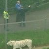 Tigar ubio radnicu zoološkog vrta u Engleskoj