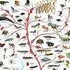 Više od polovine stanovništva BiH ne prihvata teoriju evolucije