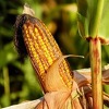 Od jeseni počinje certifikacija hrane u BiH, hrana koja ne sadrži GMO bit će označena