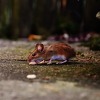 U Bosanskoj Gradišci proglašena epidemija "mišije groznice"
