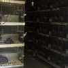 Uzgajivači činčila traže da njihove farme ne budu zatvorene