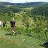 BiH je centar širenja ambrozije u Evropi, najvećeg neprijatelja osoba koje boluju od alergija