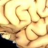Istraživanje pokazalo da inteligentniji ljudi duže žive
