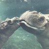 Ohio: Dirljiva reakcija nilskog konja bebe i oca koji su se susreli nakon šest mjeseci