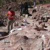Otkriveni ostaci u Argentini pripadaju najvećem dinosauru, težem od Boeinga 737