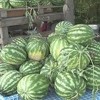 Sejdinovići lubenicu zasadili na 20 dunuma