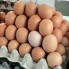 U Hrvatskoj u svježim jajima pronađena salmonela   