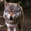 Slovenska carina zaplijenila prepariranu vučju glavu iz BiH