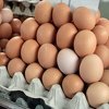 Dvojica Holanđana pred sudom zbog skandala sa zatrovanim jajima