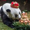U Kini uginula najstarija panda na svijetu