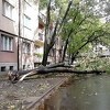 Nevrijeme širom Srbije: Vjetar čupao stabla i nosio krovove, avioni ne mogu sletjeti