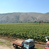 Pozicija vinogradara izuzetno loša, država nikako da se iz maćehe pretvori u majku