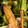 Uskoro na policama hrane u BiH oznaka proizvoda koji ne sadrže GMO